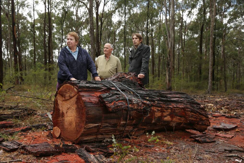 CRIMINAL: Maitland Greens Jan Davis, resident Dennis Thurlow and Cr Don Ferris with the remnants of what is believed to be a 100-year-old  tree. Picture: Simone De Peak. 