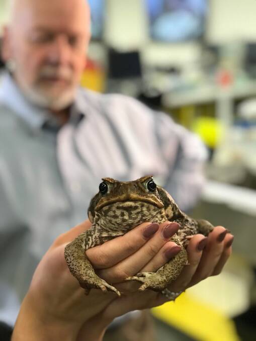 Have we lost the battle against the cane toad?