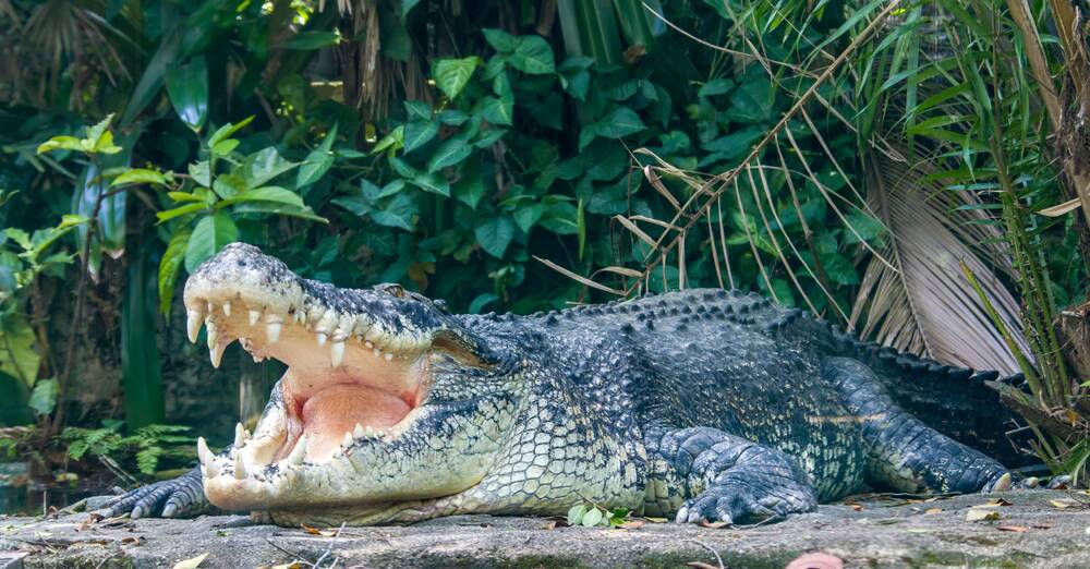 Crocs are mostly everywhere in the northern parts of the Territory. Image: Shutterstock