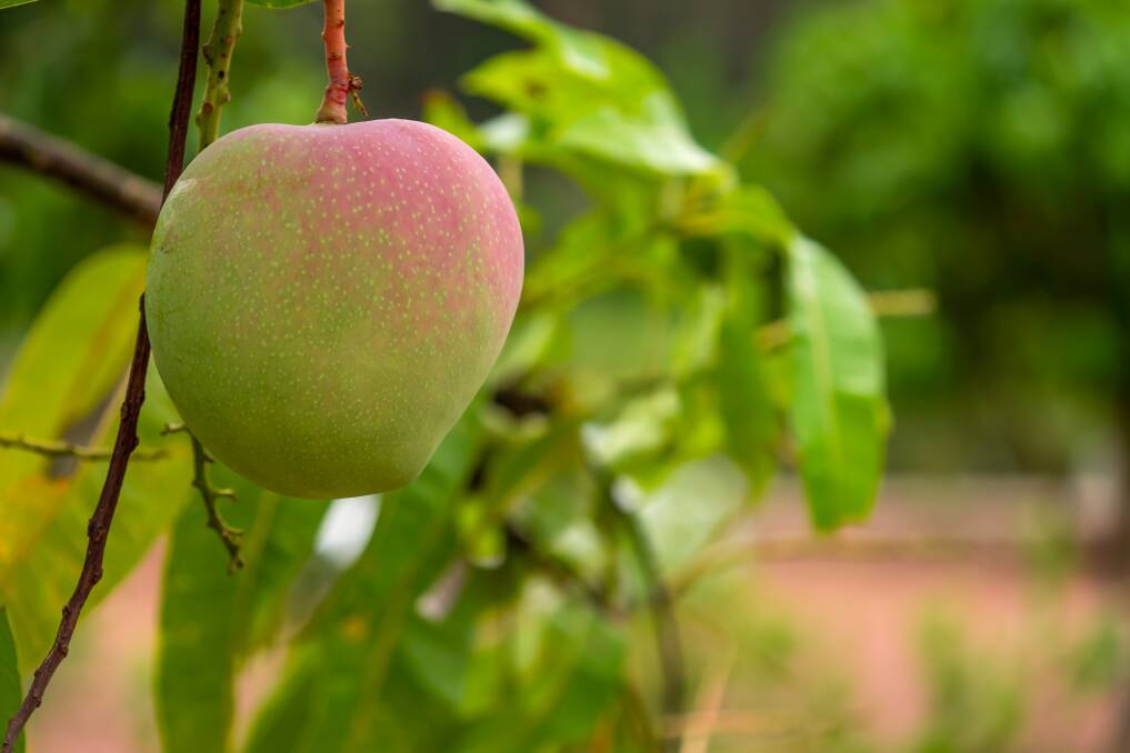 Mango growers are predicted to get a good return on their produce, due to a staggered harvest. Picture Shutterstock
