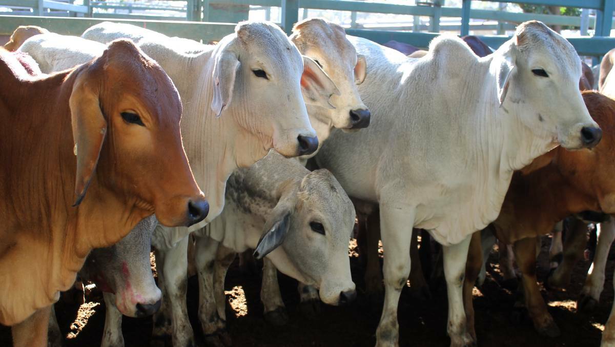 A new taskforce has been created to combat stock theft in the Northern Territory. Photo: file.