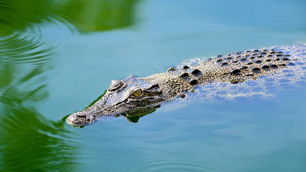 A man has been attacked by a crocodile in East Arnhem. Photo:File