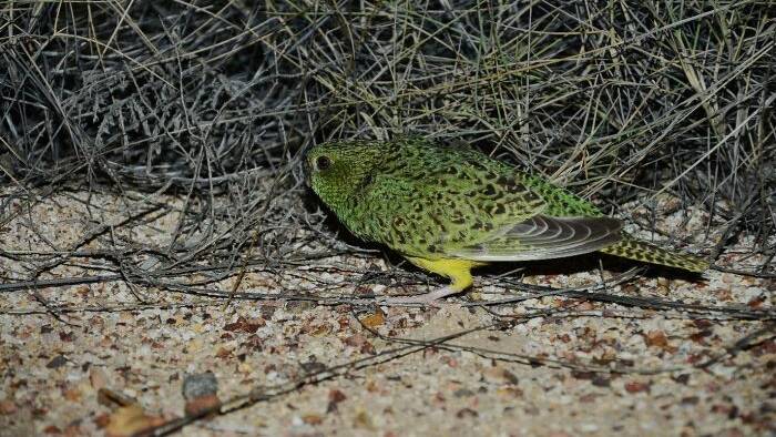 This is supposedly a photo of a night parrot taken by John Young in 2013.