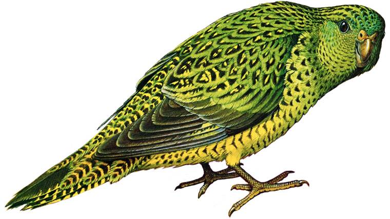Night Parrot painted by William T. Cooper.