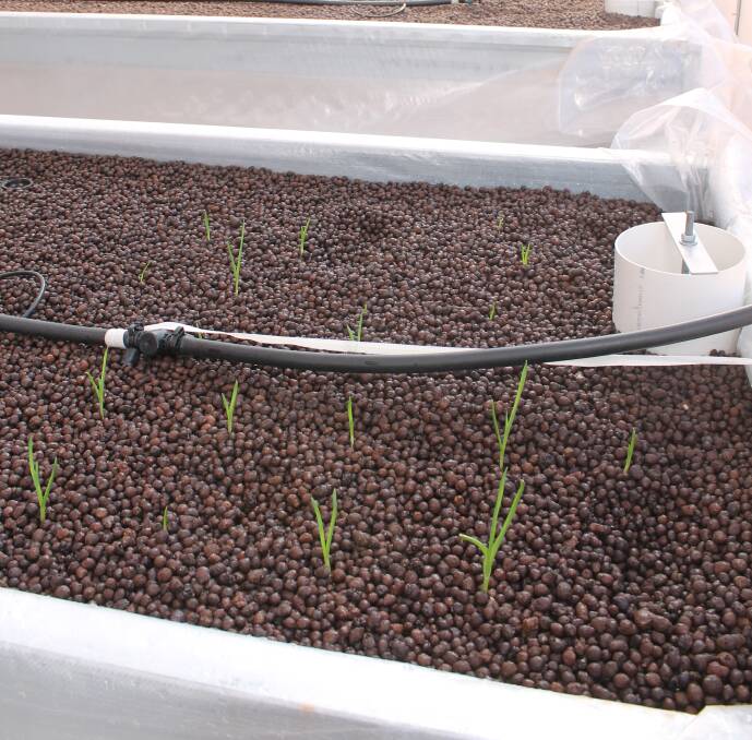 SPROUTS: Garlic seeds have started to sprout after only a week in the FoodLadder hydroponic community greenhouse.