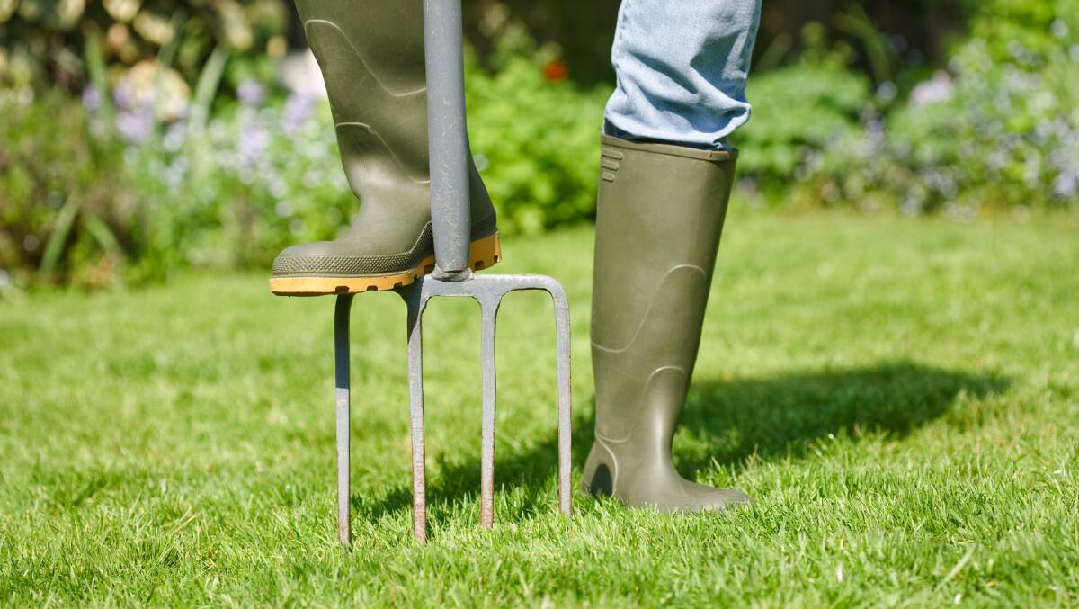 A garden fork can be used to aerate your lawn for a healthier lawn. Picture: Shutterstock.