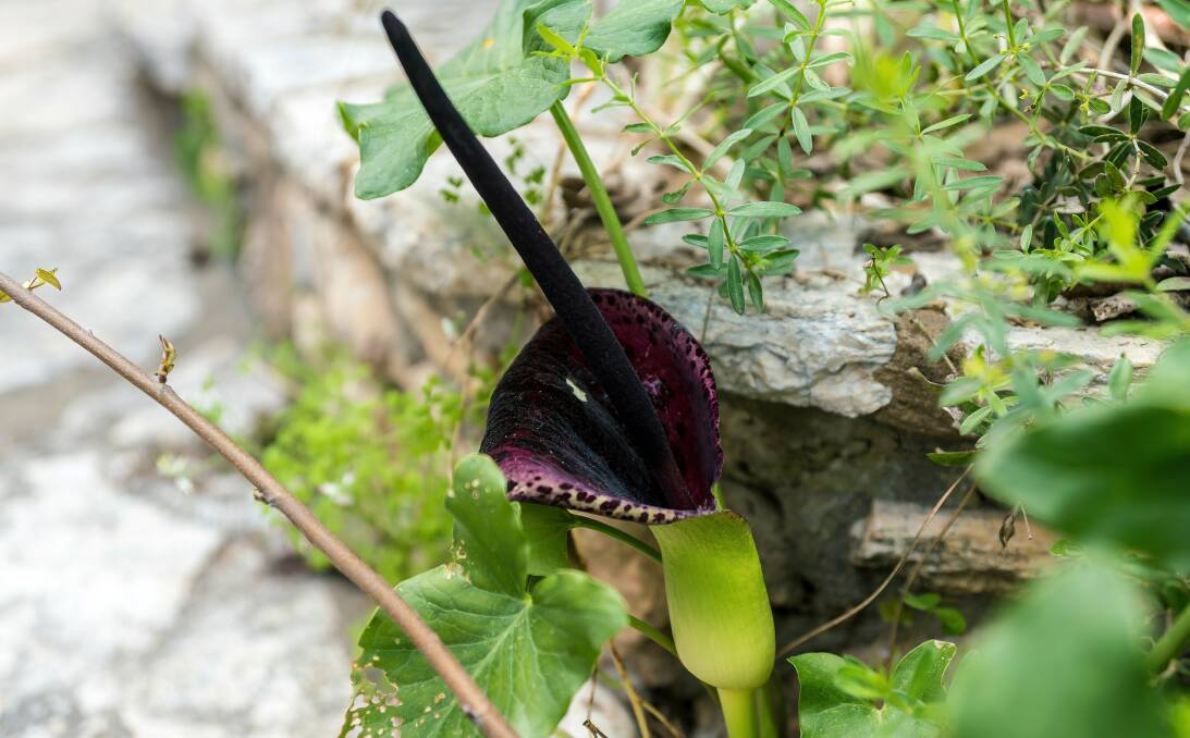 Dracunculus vulgaris or voodoo lily, looks pretty, but smells like rotten meat. Picture: Shutterstock.