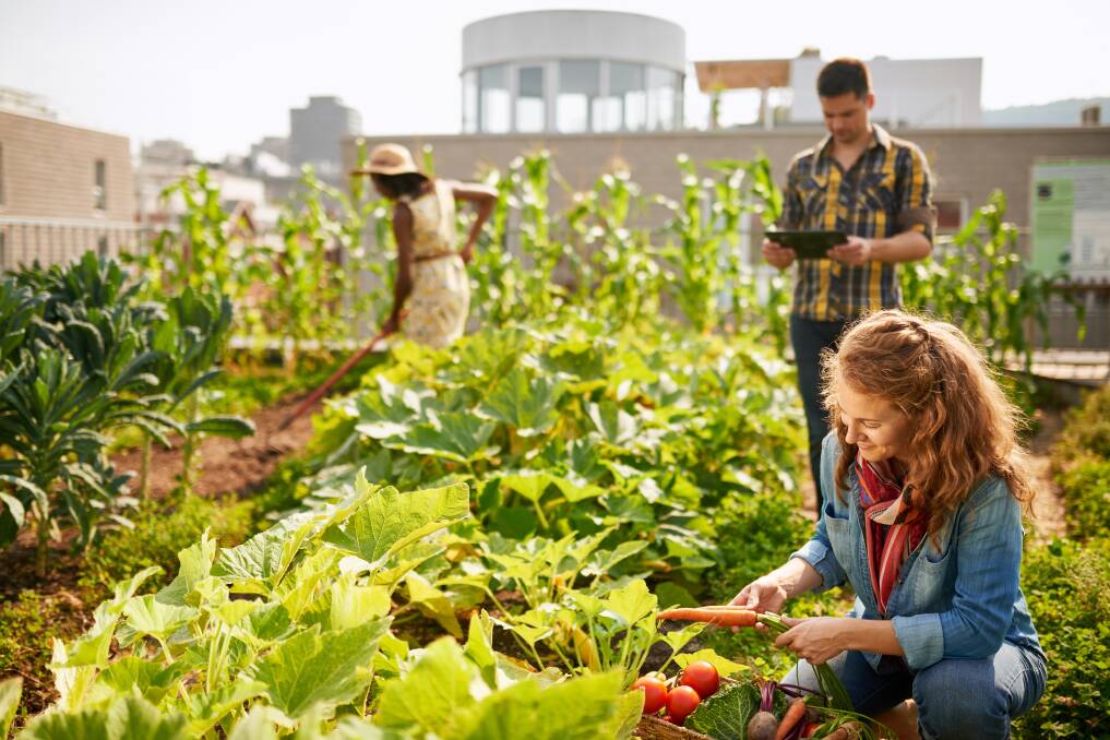 Community gardens are a way to connect with your neighbours through gardening. Picture: Shutterstock.