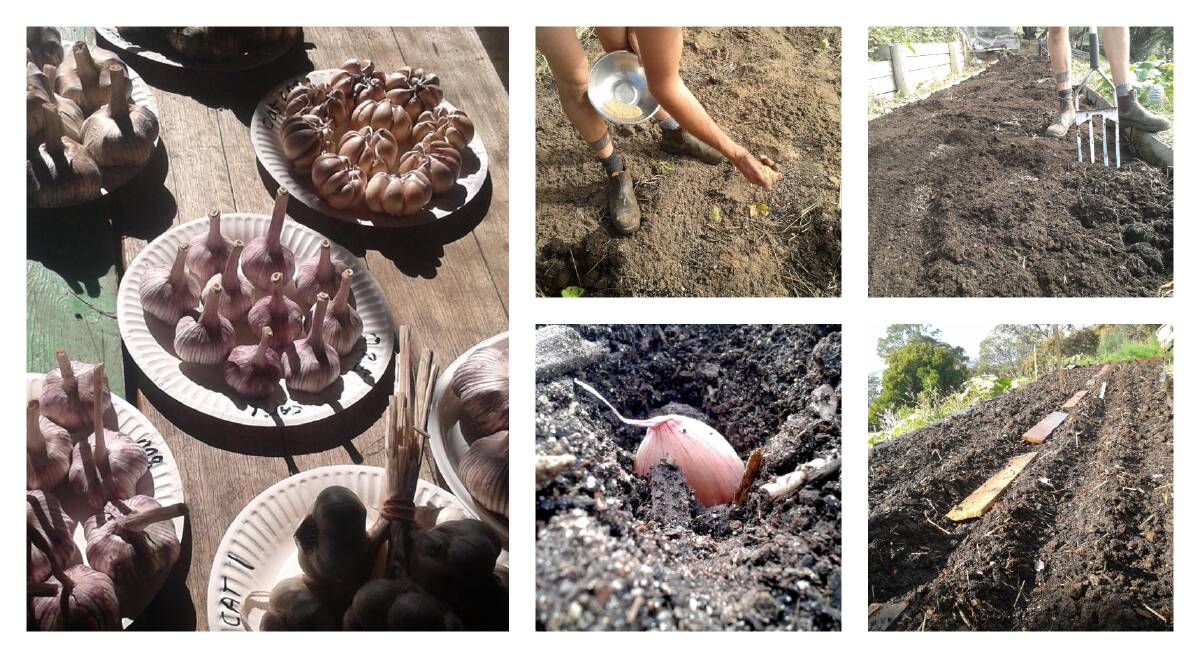 GOOD STUFF: Garlic likes full sunlight and well-draining soils. Pictures: Hannah Moloney.