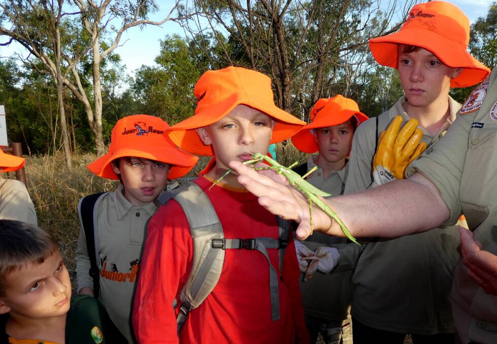 Junior Rangers check out a Goliath Stick Insect. They are fairly common around Katherine but their bright green colouring keeps them well camouflaged.