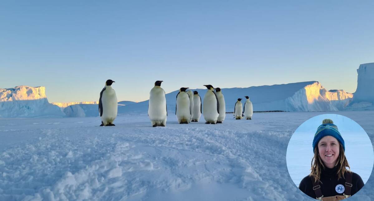 Tim Bayer recently went on an outing to the Auster emperor penguin colony in the Antarctic. Photos supplied