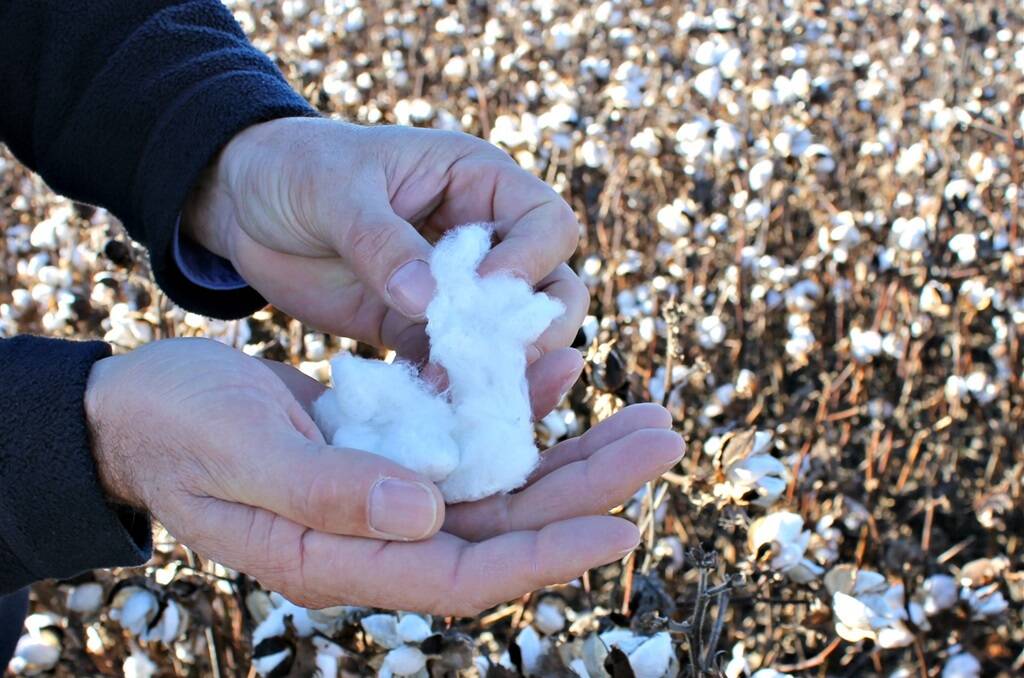 There is renewed enthusiasm for cotton as a broadacre crop in the Katherine region.