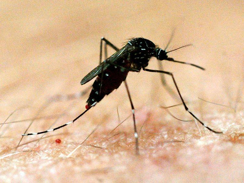 NSW reported its first human case of Japanese encephalitis virus, spread through mosquitoes.