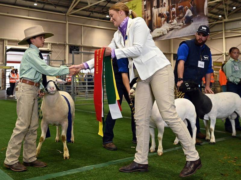 The Sydney Royal Easter Show gives schools a chance to parade their animals and win ribbons. (Steven Saphore/AAP PHOTOS)