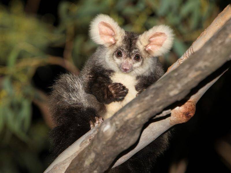 An environmental group says animals such as the greater glider possum are in danger from logging.