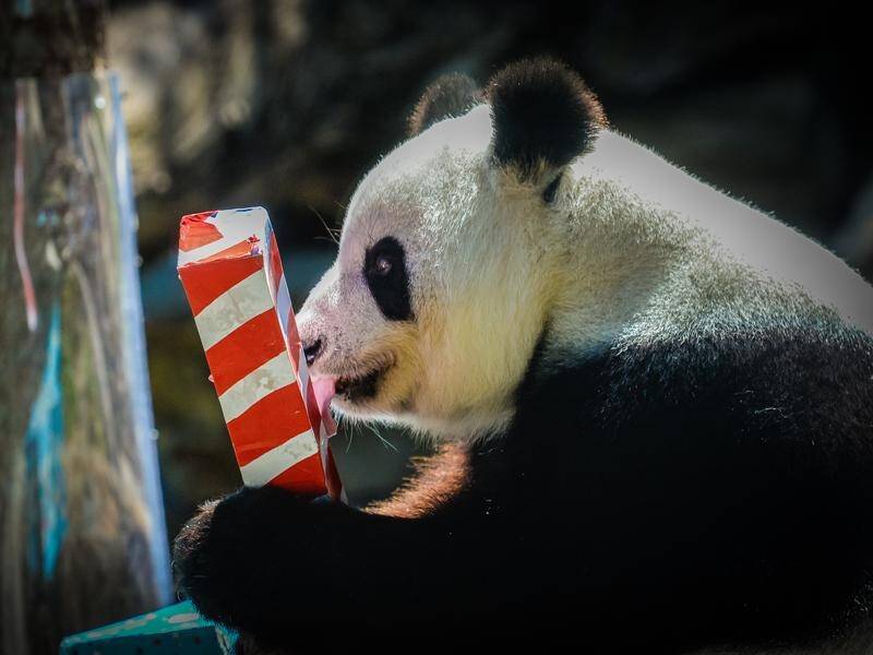 Adelaide Zoo's giant panda Fu Ni has been artificially inseminated.
