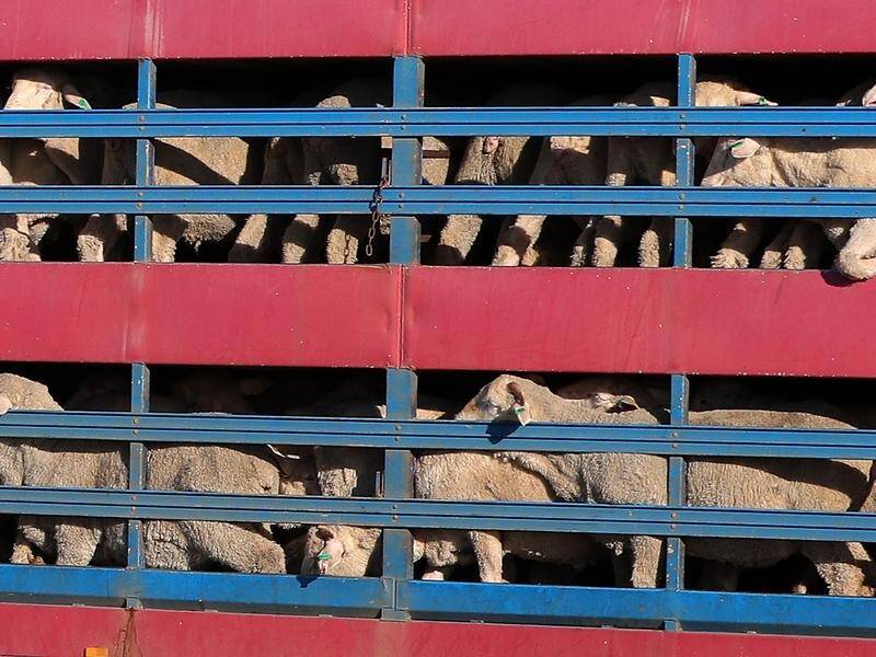 Australia's live sheep export trade is worth about $85 million a year. (Richard Wainwright/AAP PHOTOS)