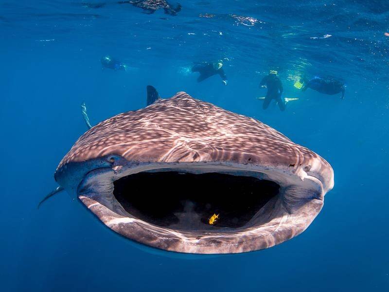 Whale sharks have a more varied diet than previously thought, devouring seaweed as well as krill. (PR HANDOUT IMAGE PHOTO)