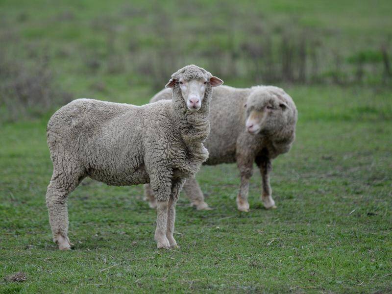 Scientists in Queensland say new nanotechnology research could reduce deadly flystrike in sheep.