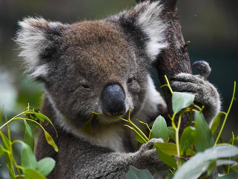 Threatened species like the koala will benefit from an expansion of protected habitat in Queensland.