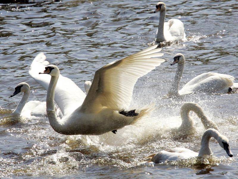 A highly contagious form of bird flu has been found in two dead swans in the Netherlands.