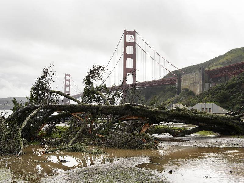 A fallen tree downed by a storm in front of the Golden Gate Bridge in Sausalito, California.