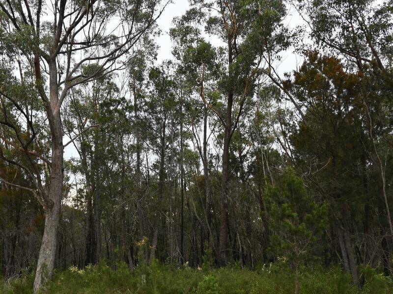 Almost five hectares of native bushland is being added to Wolli Creek Regional National Park. (Adrian Black/AAP PHOTOS)