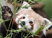 Red pandas are an endangered species partly due to the small mammal's habitat loss in China. (Julian Smith/AAP PHOTOS)