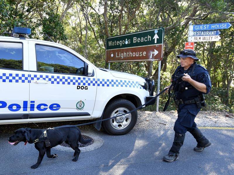 A search will resume for missing backpacker Theo Hayez, helped by sniffer dogs and abseilers.