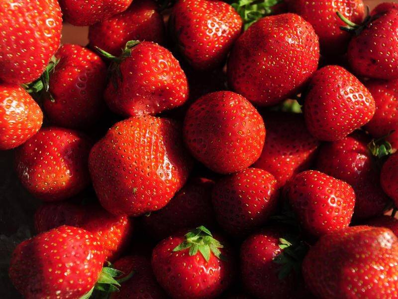 A $100,000 reward has been offered by the WA Government for information on strawberry tampering.