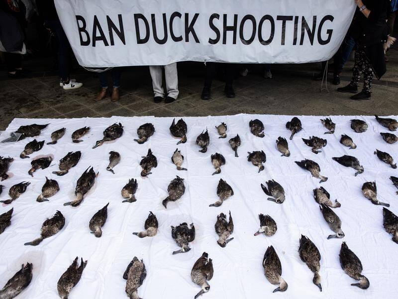 The Victorian government is expected to dismiss a committee's call for a ban on duck hunting. (Diego Fedele/AAP PHOTOS)