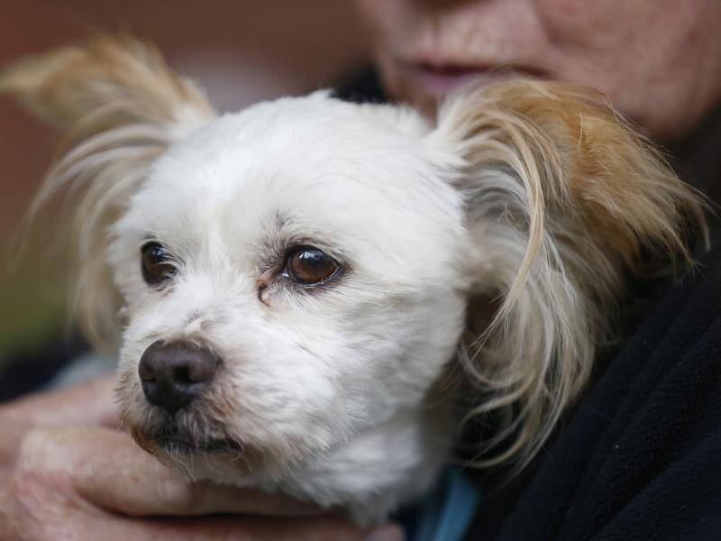 The agriculture department will destroy animal based pet food that doesn't meet standards. (Daniel Pockett/AAP PHOTOS)