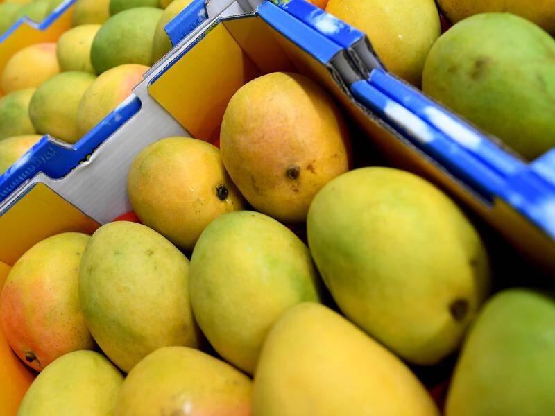 Up to 170 workers from Vanuatu will be allowed into Australia for the upcoming mango harvest.