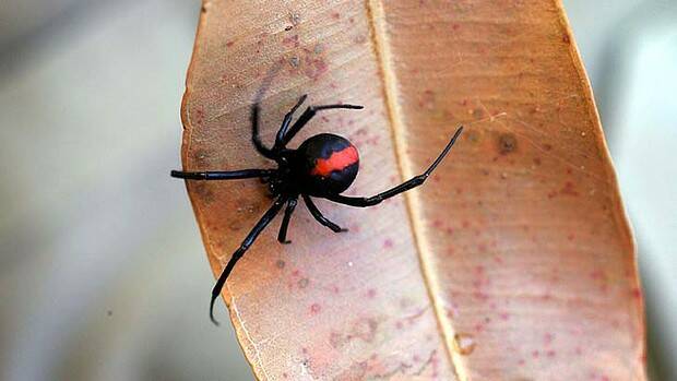 Locals warned as deadly redbacks are on the bite VIDEO