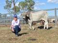 Louise Collins with $16,000 ALC 19-3642, a homozygous polled son of ALC 16-2007 Poll Developer, purchased by Keith and Roxy Holzwart, Avago Station, Katherine, NT.