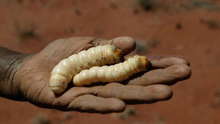 Witchetty grubs. Picture: supplied.