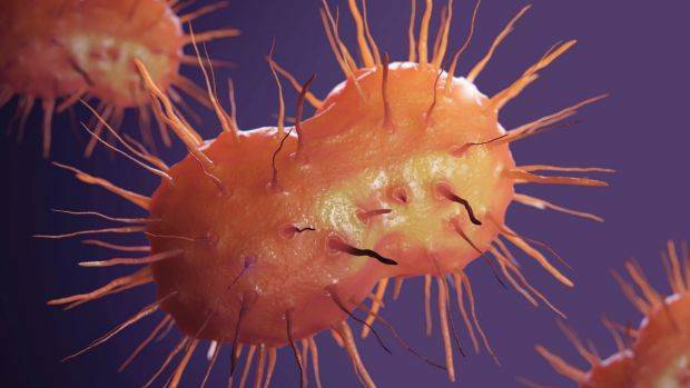 SUPERBUG: Neisseria gonorrhoeae bacteria cells are 'the bugs we can't afford to let get out of hand': Professor John Turnidge. Photo: Science Picture Co