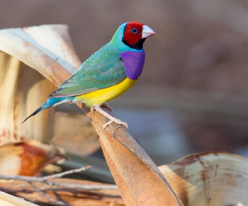 Endangered Gouldian Finches can be spotted around Katherine. Picture: supplied. 