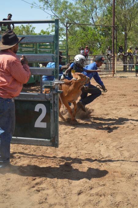 FUTURE STAR: Devendro Johnson, 7, bursts out of the chute with a little bit of
assistance after Roper Gulf Regional Council organised a school holiday rodeo
workshop for youth in the remote community of Borroloola. Picture: supplied. 