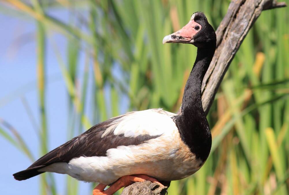  The magpie goose is a resident breeder in northern Australia. Picture: supplied. 