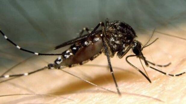 ITCHY: Mosquito numbers on the rise.Photo: Aedes vigilax. Credit Stephen Do