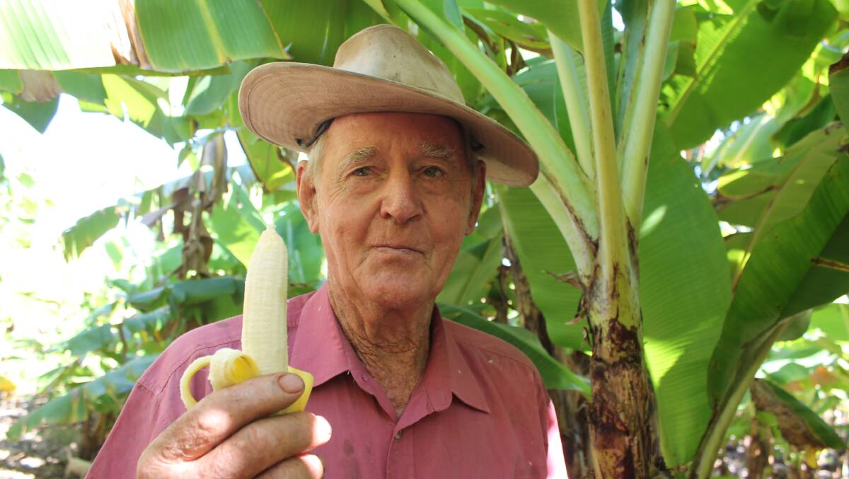 GO BANANAS: Mr Chandler has been growing bananas for more than 30 years.