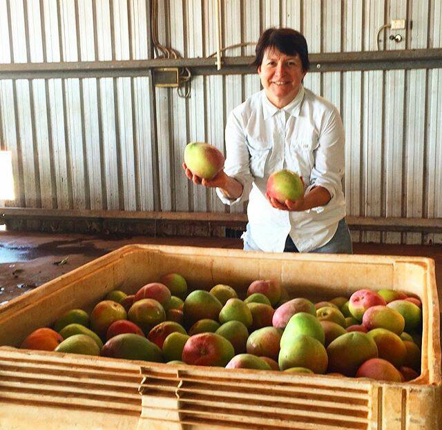 MANGO MASTER: Marie Piccone admiring bins of amazing R2s picked at the Manbulloo farm near Katherine. Picture: @manbulloomangoes