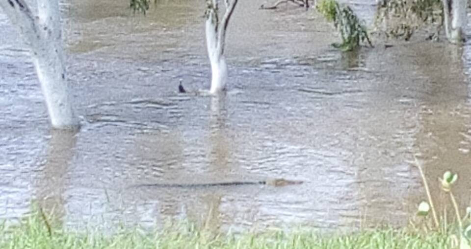 SNEAKY SALTIE: A council worker spotted a camouflaged croc at Binjari community yesterday afternoon. Picture: supplied.