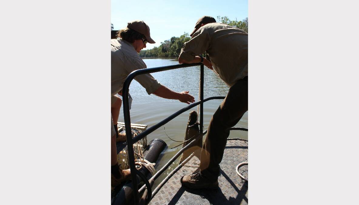 A saltwater crocodile was captured at on the Katherine River April 29. 